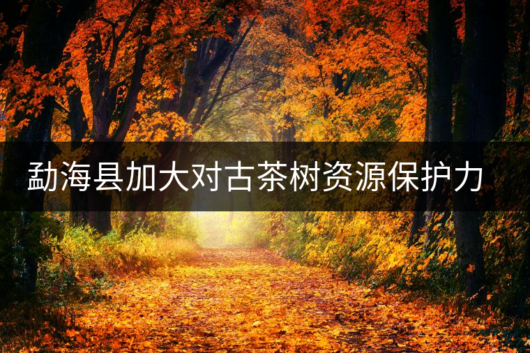 勐??h加大對(duì)古茶樹資源保護(hù)力度 勐??h加大對(duì)古茶樹資源保護(hù)力度