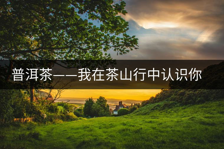 普洱茶——我在茶山行中認(rèn)識你之景邁 普洱茶——我在茶山行中認(rèn)識你之景邁