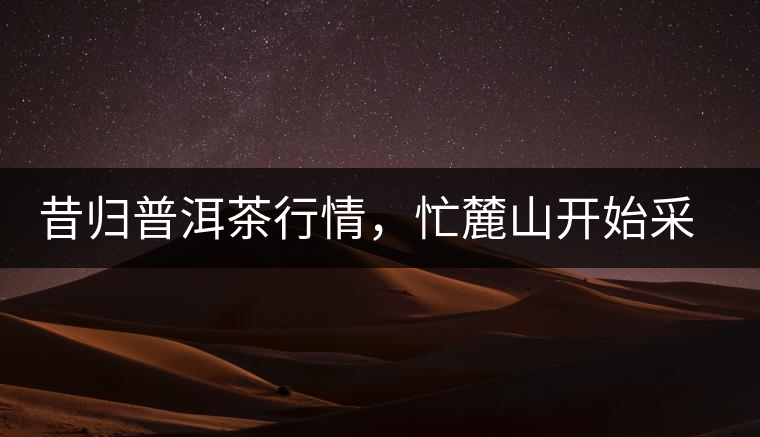 昔歸普洱茶行情，忙麓山開始采制春茶