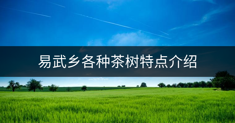 易武鄉(xiāng)各種茶樹(shù)特點(diǎn)介紹