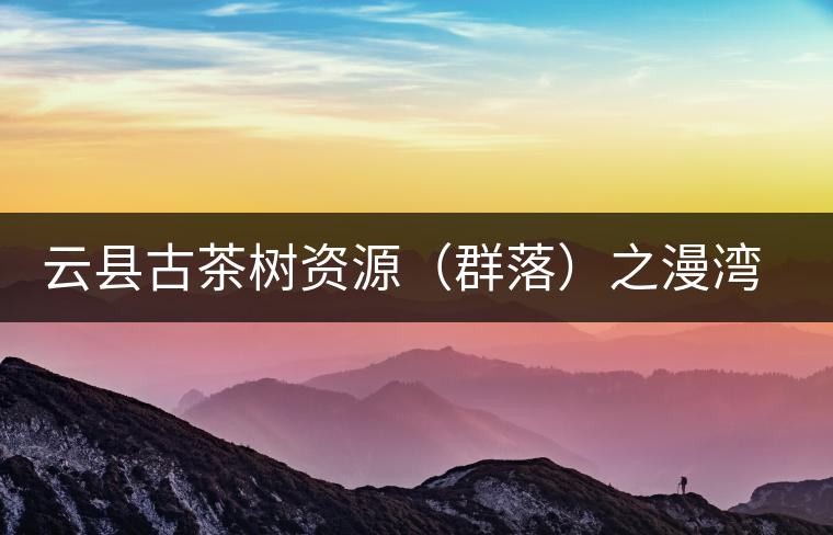 云縣古茶樹(shù)資源（群落）之漫灣鎮(zhèn)、茂蘭鎮(zhèn)大丙山