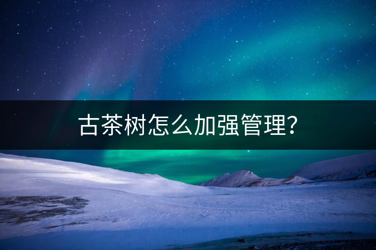 古茶樹怎么加強(qiáng)管理？