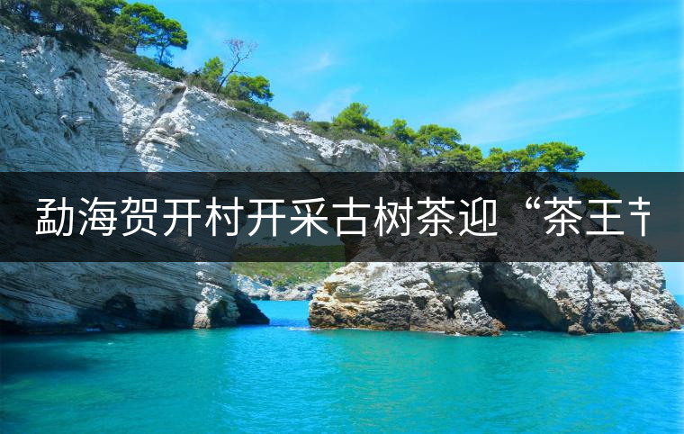 勐海賀開(kāi)村開(kāi)采古樹茶迎“茶王節(jié)” 勐海賀開(kāi)村開(kāi)采古樹茶迎“茶王節(jié)”