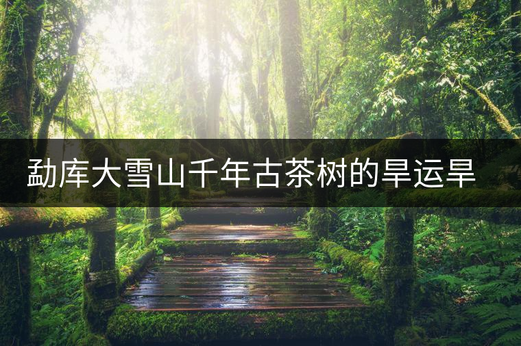 勐庫大雪山千年古茶樹的旱運旱劫 勐庫大雪山千年古茶樹的旱運旱劫