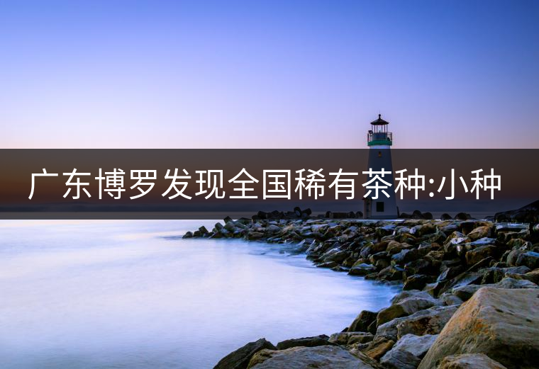 廣東博羅發(fā)現(xiàn)全國稀有茶種:小種紫芽茶