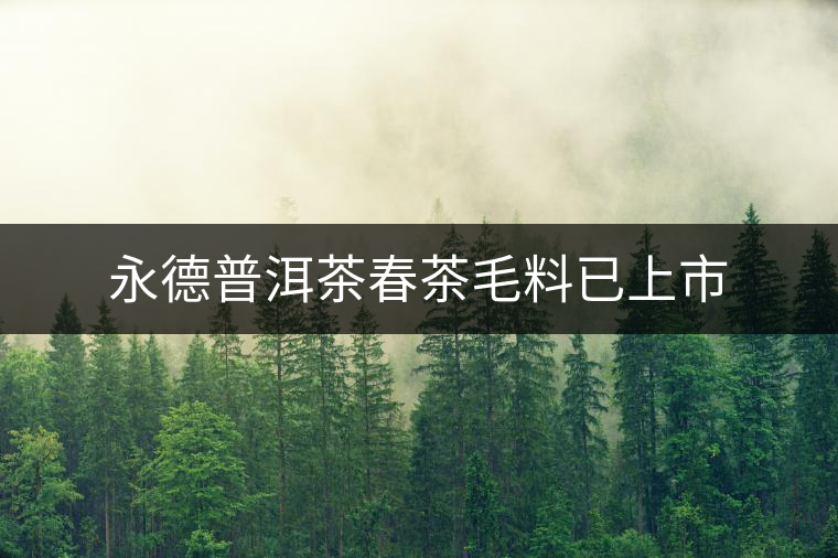 永德普洱茶春茶毛料已上市