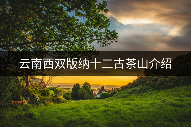 云南西雙版納十二古茶山介紹