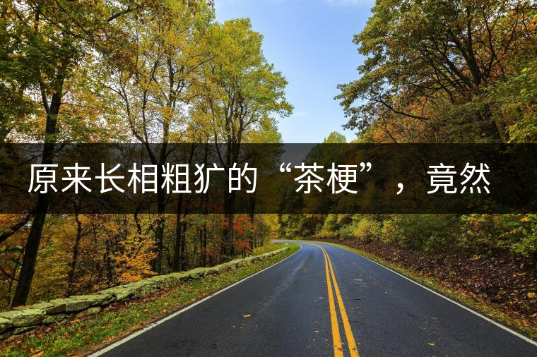 原來長相粗獷的“茶梗”，竟然還有這么多的作用