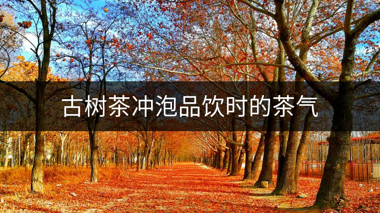 古樹茶沖泡品飲時的茶氣