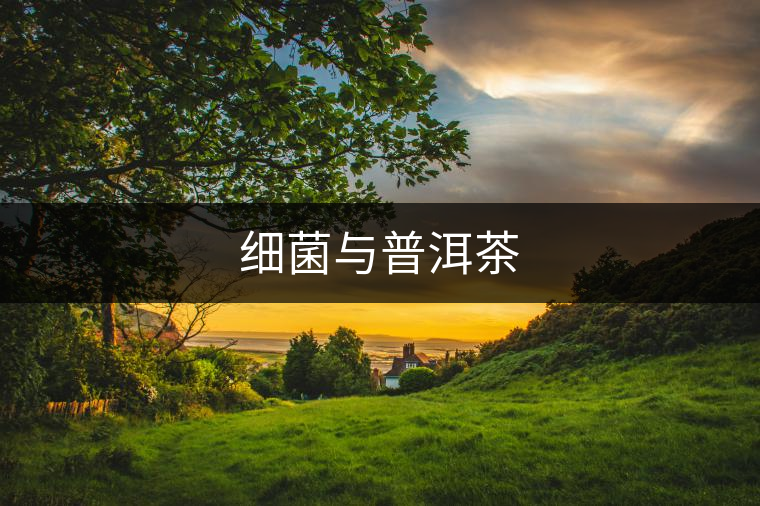 細(xì)菌與普洱茶