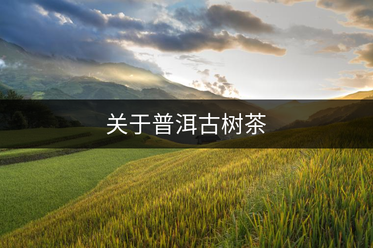 關(guān)于普洱古樹(shù)茶