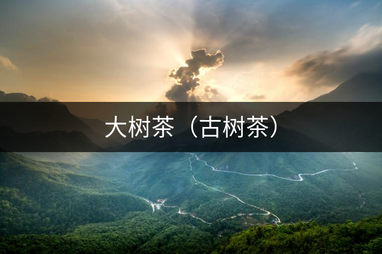 大樹茶（古樹茶）