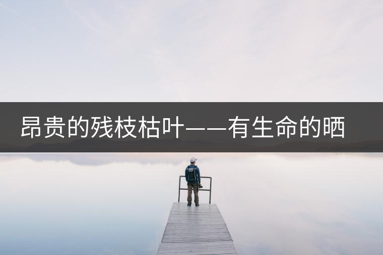 昂貴的殘枝枯葉——有生命的曬青毛茶 昂貴的殘枝枯葉——有生命的曬青毛茶