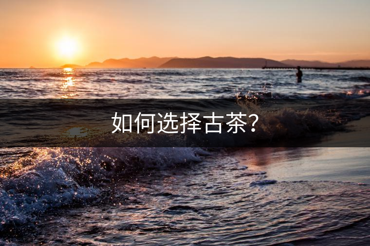 如何選擇古茶？