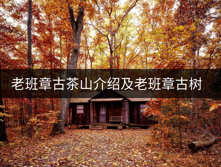 老班章古茶山介紹及老班章古樹(shù)茶的口感特點(diǎn)