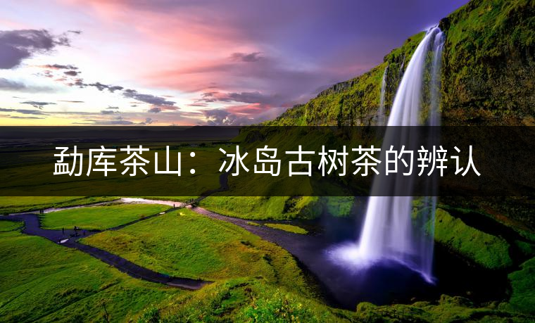 勐庫(kù)茶山:冰島古樹茶的辨認(rèn) 勐庫(kù)茶山:冰島古樹茶的辨認(rèn)
