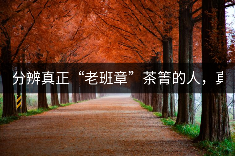 分辨真正“老班章”茶箐的人，真的不多！