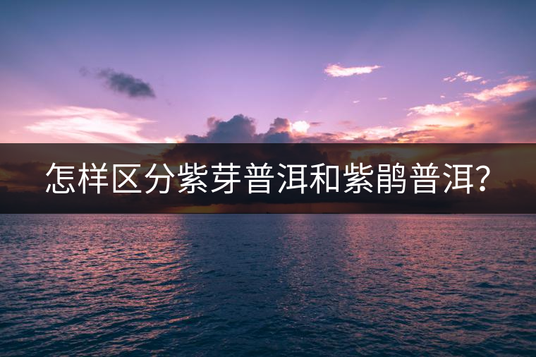 怎樣區(qū)分紫芽普洱和紫鵑普洱？