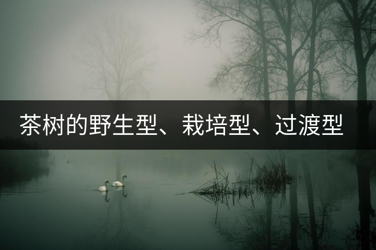 茶樹的野生型、栽培型、過渡型是怎么界定的？