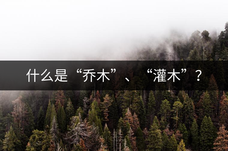 什么是“喬木”、“灌木”？