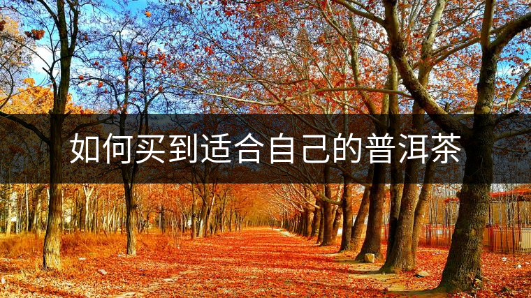 如何買到適合自己的普洱茶 如何買到適合自己的普洱茶