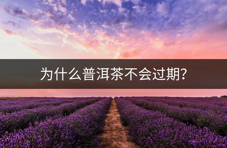 為什么普洱茶不會過期？