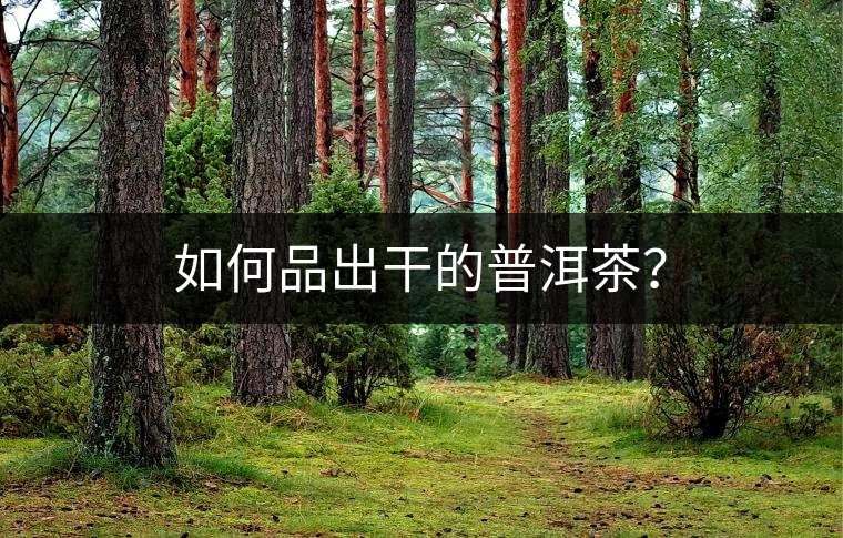 如何品出干的普洱茶？