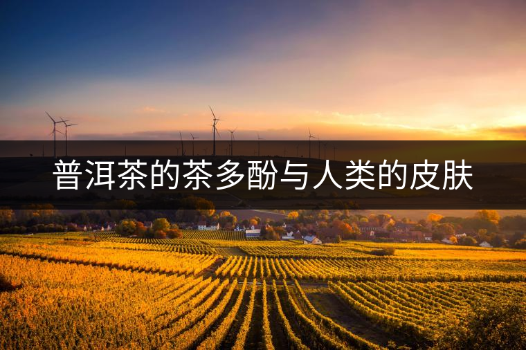 普洱茶的茶多酚與人類的皮膚