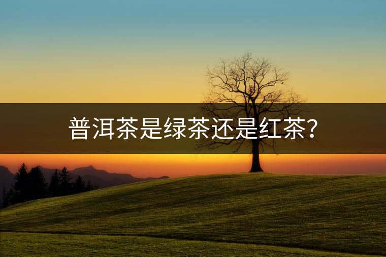 普洱茶是綠茶還是紅茶？