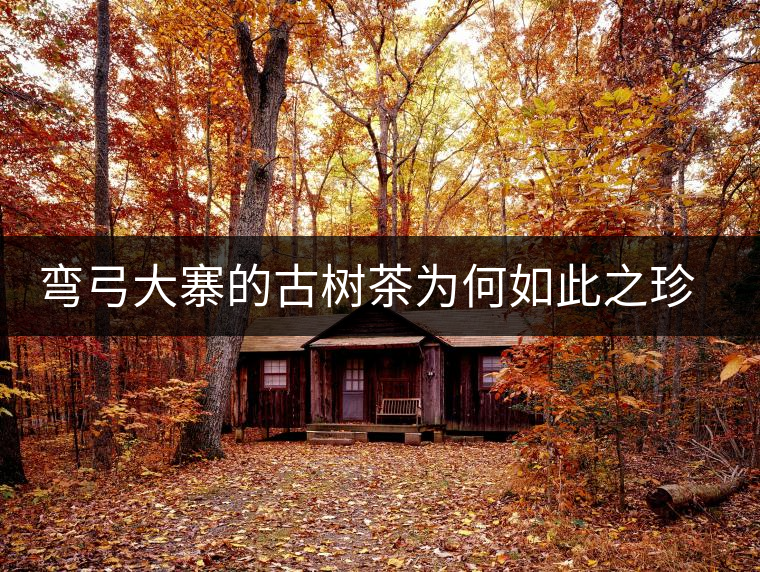 彎弓大寨的古樹茶為何如此之珍貴？