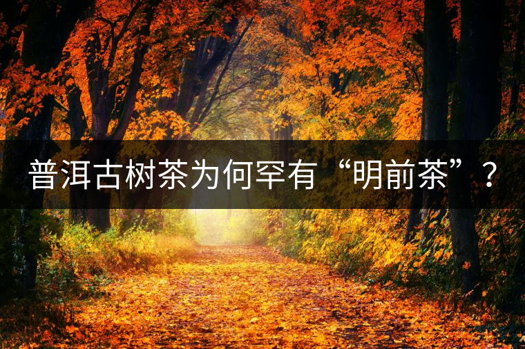 普洱古樹(shù)茶為何罕有“明前茶”？
