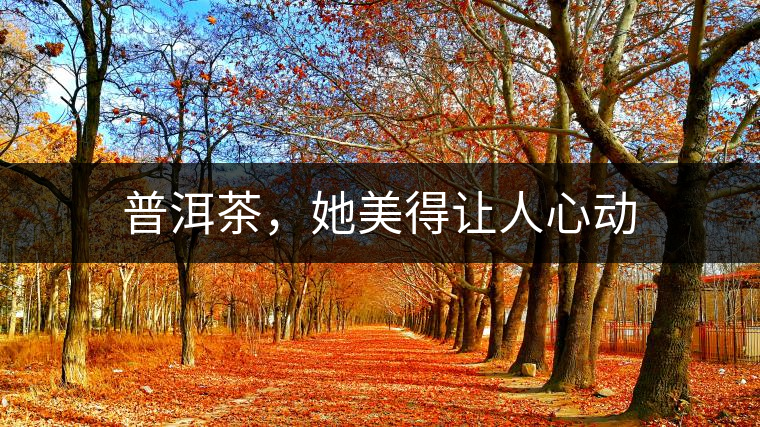 普洱茶，她美得讓人心動(dòng)