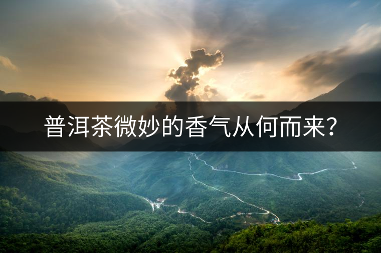 普洱茶微妙的香氣從何而來(lái)？