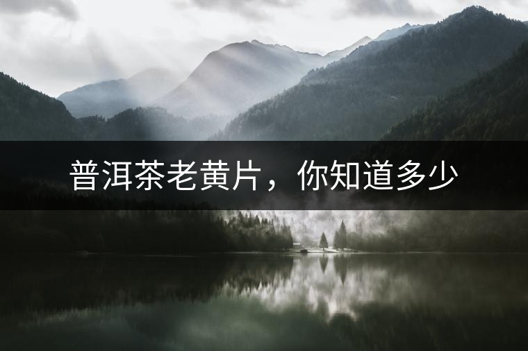 普洱茶老黃片，你知道多少