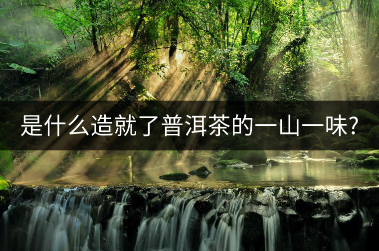 是什么造就了普洱茶的一山一味?