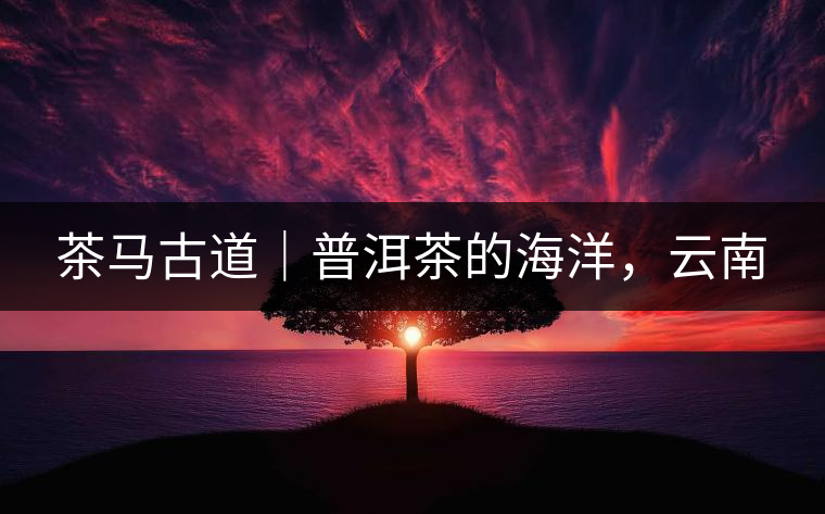 茶馬古道｜普洱茶的海洋，云南