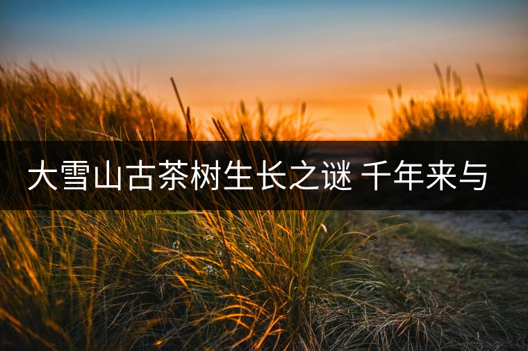 大雪山古茶樹生長之謎 千年來與世隔絕