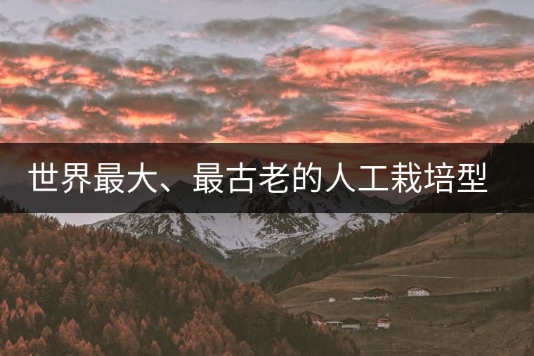 世界最大、最古老的人工栽培型的古茶樹——香竹箐茶祖