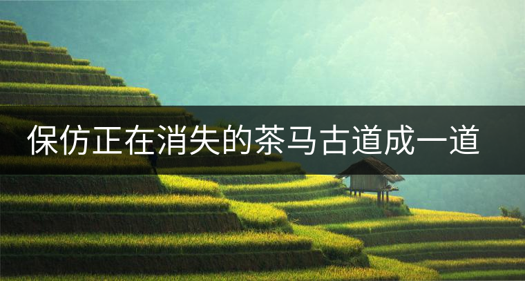 保仿正在消失的茶馬古道成一道難題 保仿正在消失的茶馬古道成一道難題