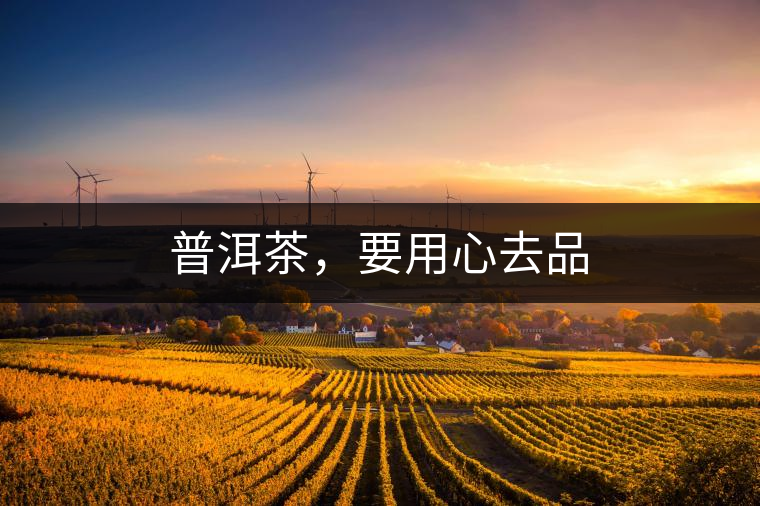 普洱茶，要用心去品