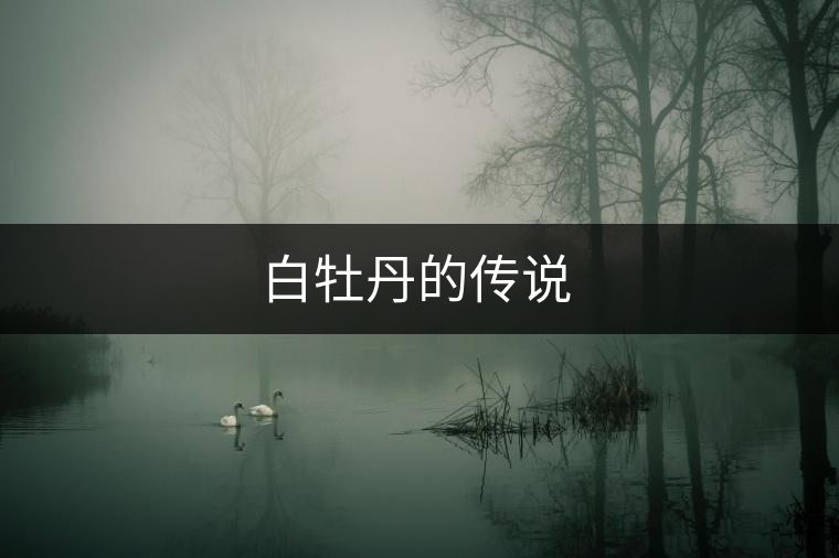 白牡丹的傳說(shuō) 白牡丹的傳說(shuō)