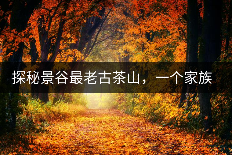 探秘景谷最老古茶山，一個(gè)家族的興茶往事