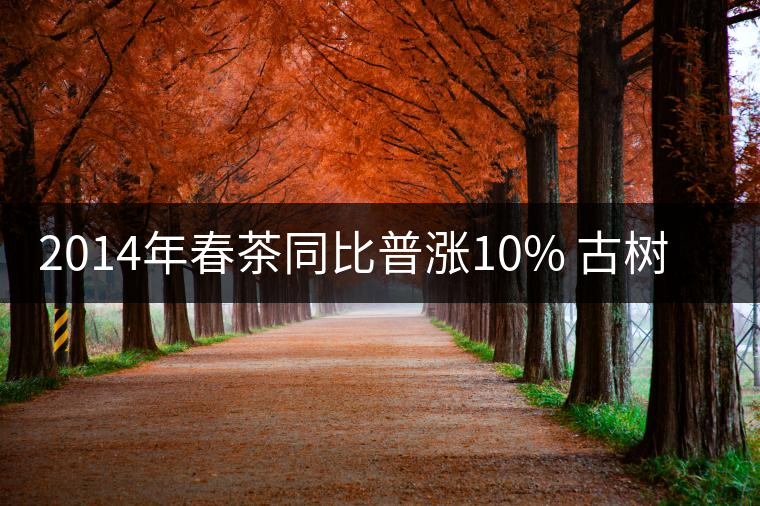 2014年春茶同比普漲10% 古樹普洱茶或?qū)⑸细?倍 2014年春茶同比普漲10% 古樹普洱茶或?qū)⑸细?倍
