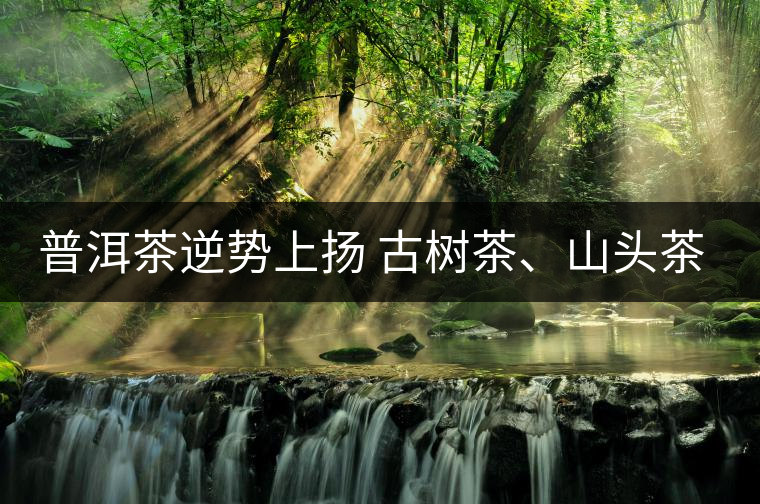 普洱茶逆勢(shì)上揚(yáng) 古樹(shù)茶、山頭茶遭“熱捧”