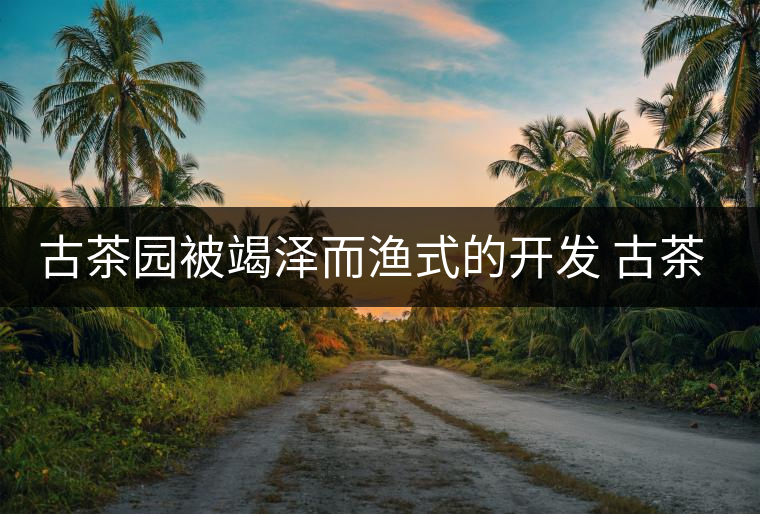 古茶園被竭澤而漁式的開發(fā) 古茶還能香多久？