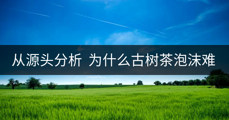 從源頭分析  為什么古樹茶泡沫難擠？