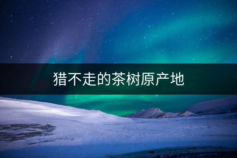 獵不走的茶樹(shù)原產(chǎn)地 獵不走的茶樹(shù)原產(chǎn)地