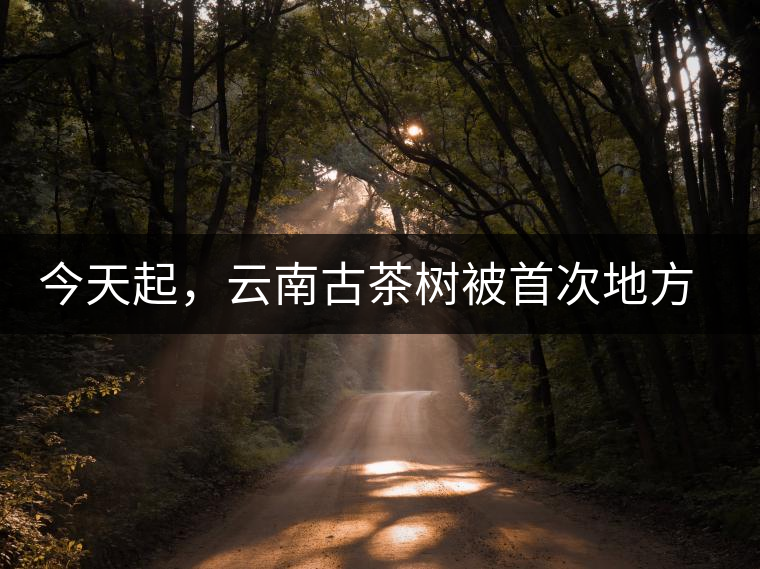 今天起，云南古茶樹被首次地方立法保護(hù)