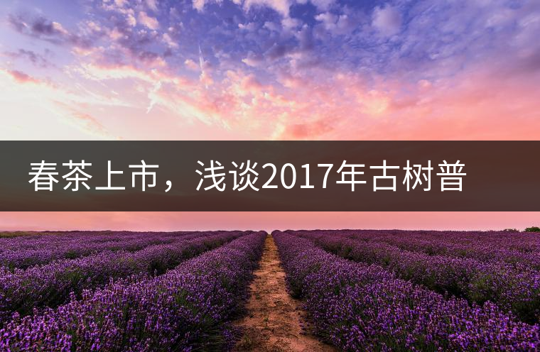 春茶上市，淺談2017年古樹普洱茶的市場(chǎng)增值潛力