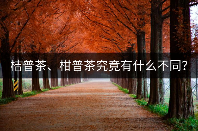 桔普茶、柑普茶究竟有什么不同？